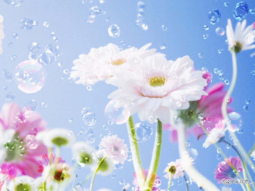 Dil Se Desi Dil Se Desi Flowers Wallpaper - Nice Wallpaper Flower - HD Wallpaper 