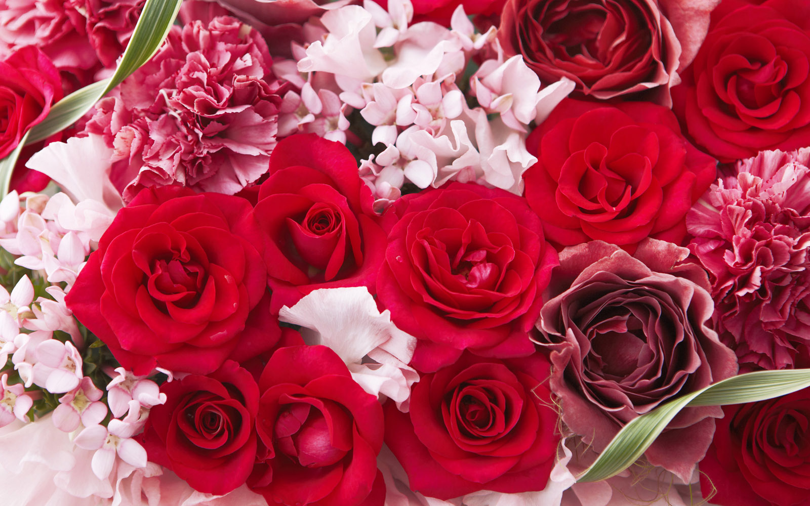 Hd Flower Gift - Beautiful Romantic Flowers - HD Wallpaper 