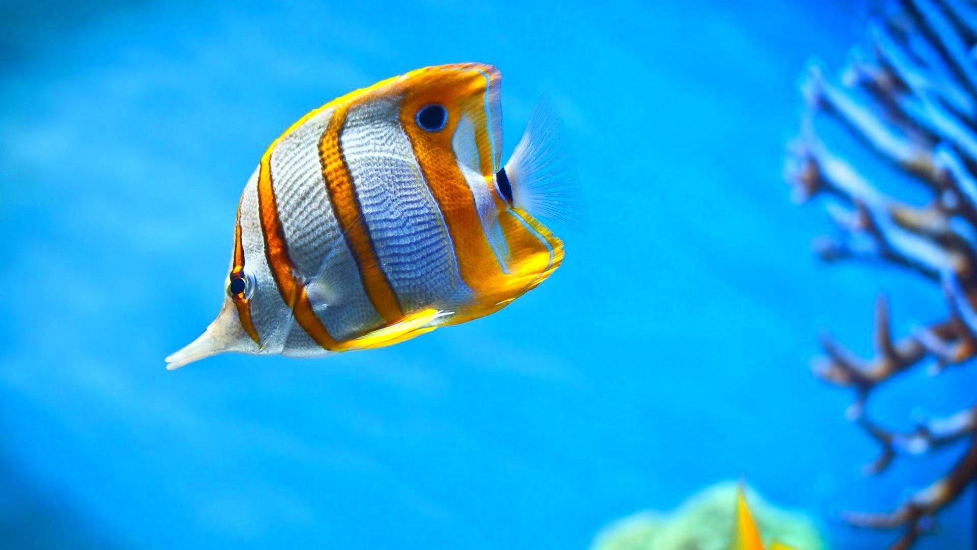 Fish Backgrounds - HD Wallpaper 