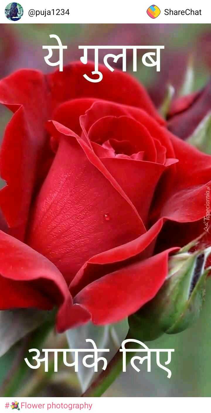 Rose Wallpaper Sharechat Красивые Красные Розы 720x1411 Wallpaper