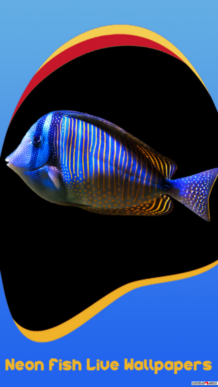 Wallpaper - HD Wallpaper 