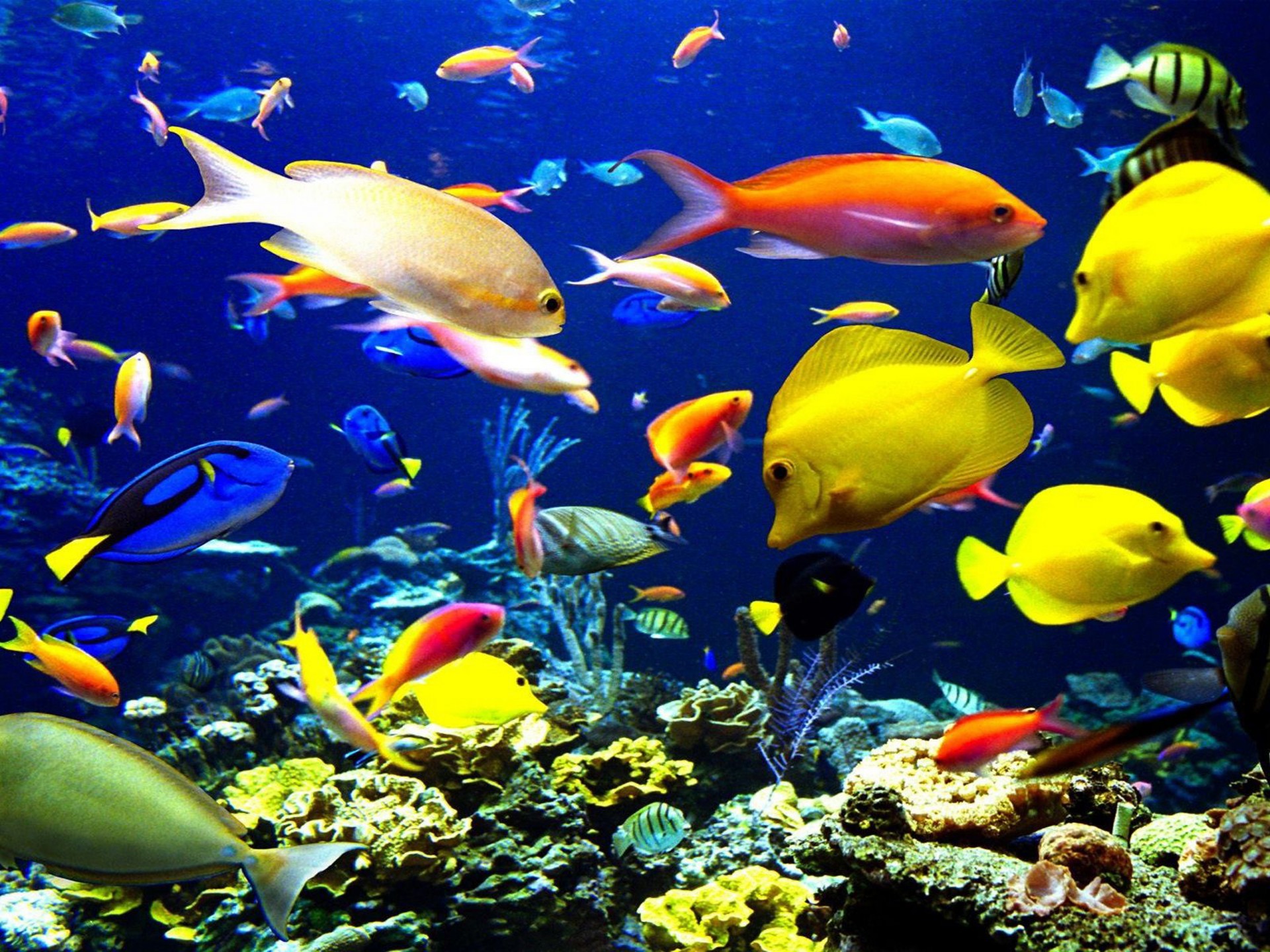 Sea With Different Colors Of Fish - HD Wallpaper 