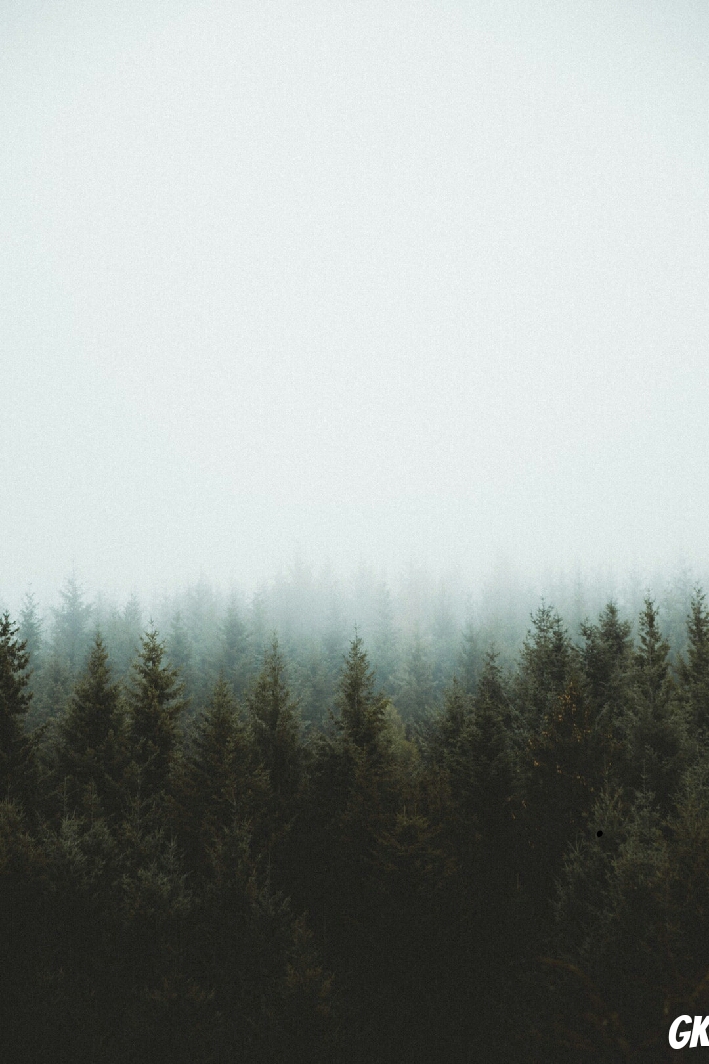 Larch - HD Wallpaper 