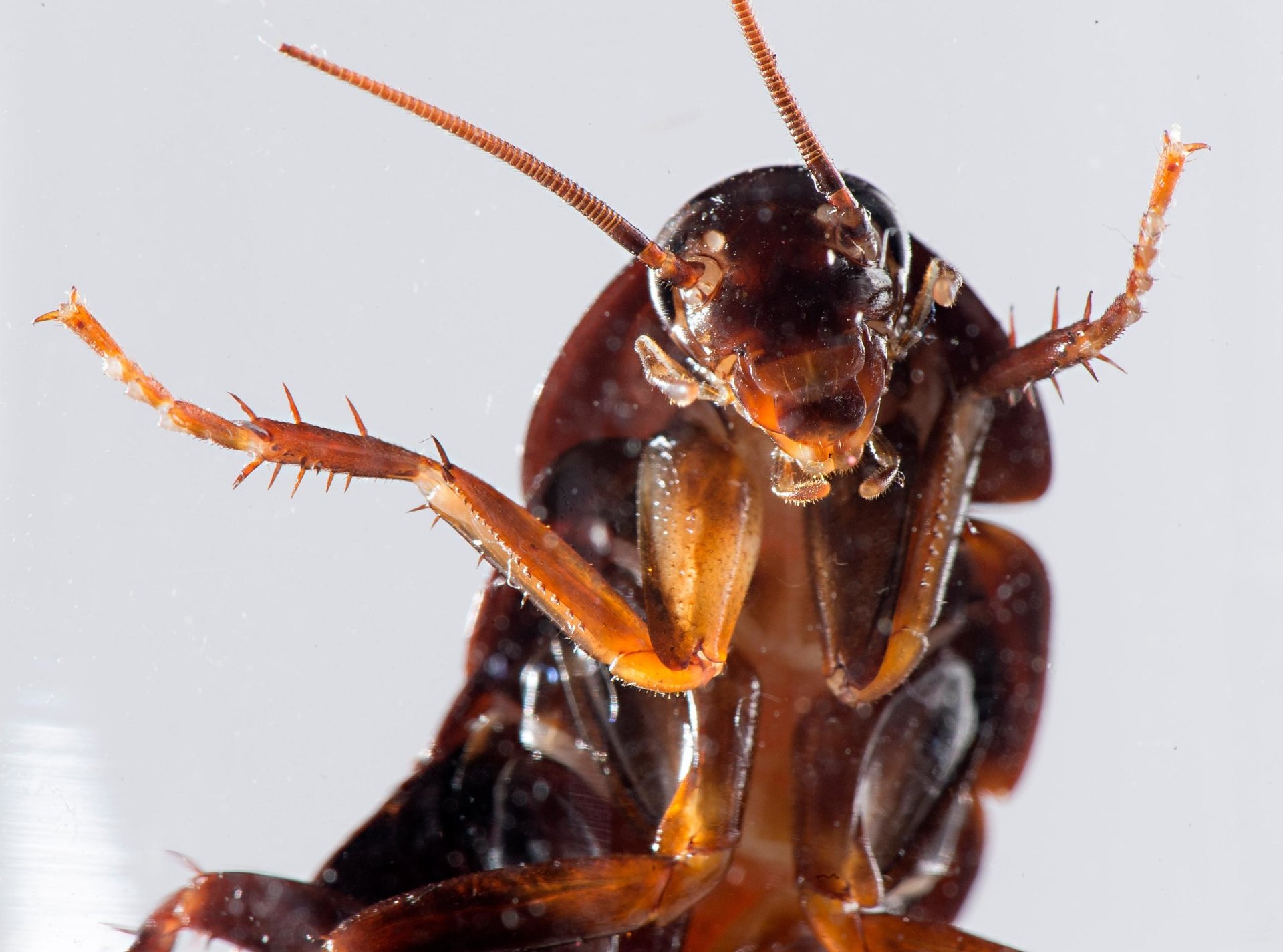 Roach Taking A Selfie - HD Wallpaper 