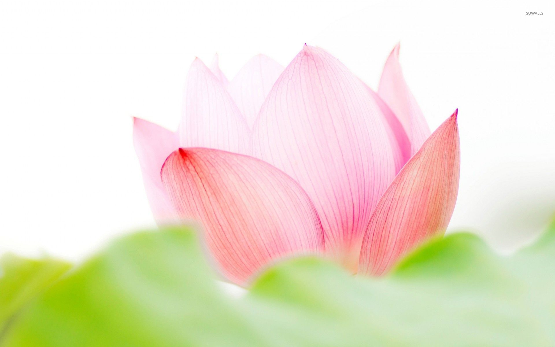 Kamal Phool Wallpaper - Lotus Flower - 1920x1200 Wallpaper Kamal Phool Wallpaper - Lotus Flower - 1920x1200 Wallpaper
