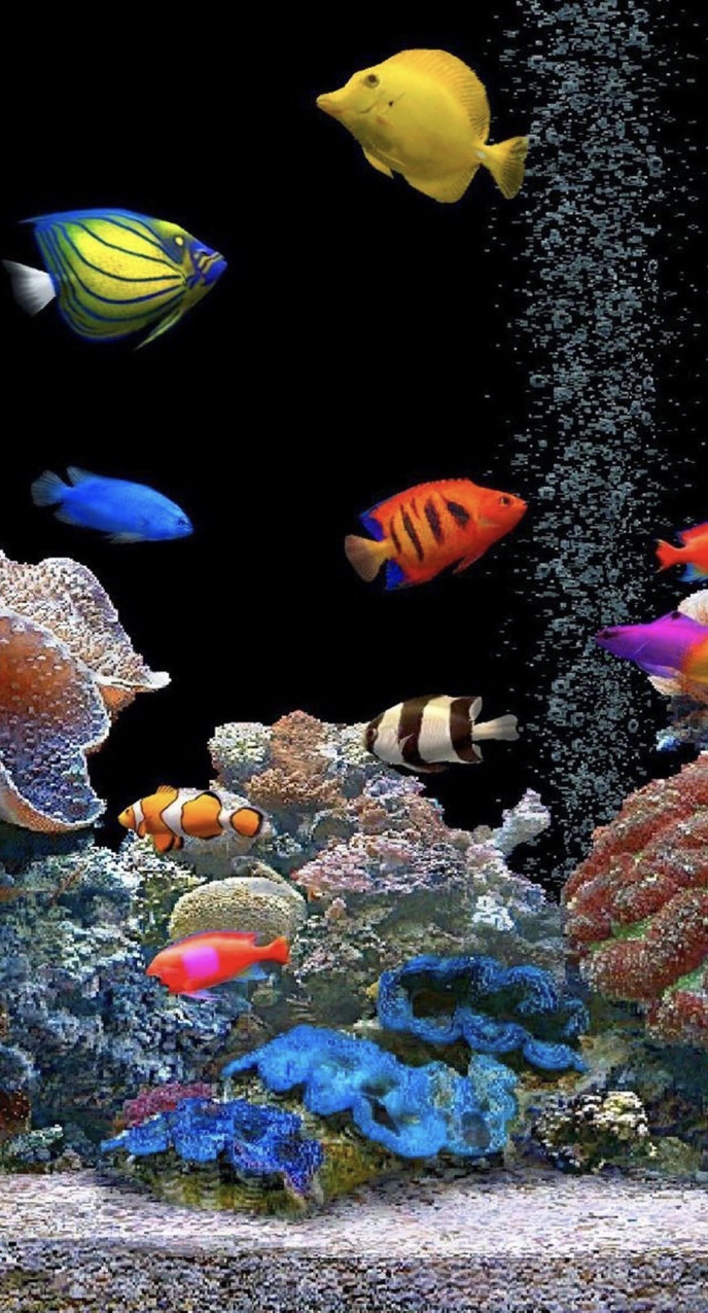 1398x2592, Aaquariumcolorcolorful - Fish Hd Images Free Download - HD Wallpaper 