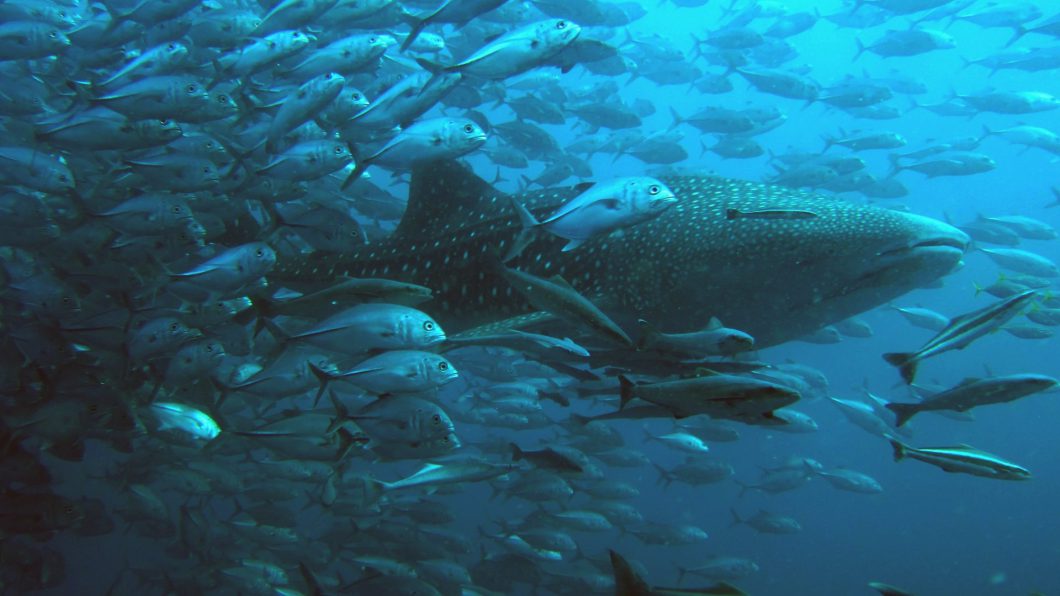 Fish Live Wallpaper Free - Whale Shark Sail Rock - HD Wallpaper 