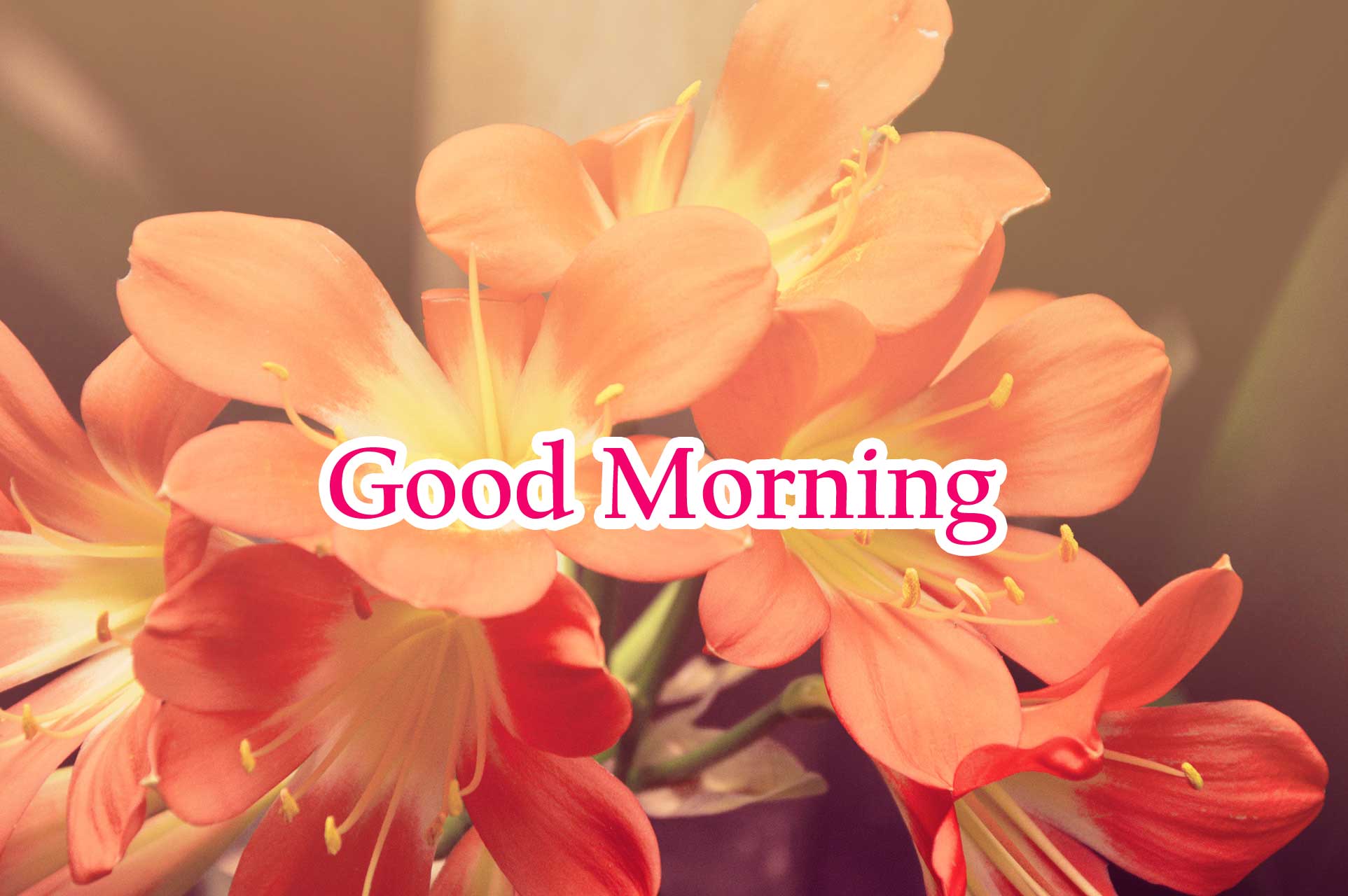 Kamal Ka Phool Wallpaper - Example Of Good Smell - 1925x1280 Wallpaper - Kamal Ka Phool Wallpaper - Example Of Good Smell - 1925x1280 Wallpaper -
