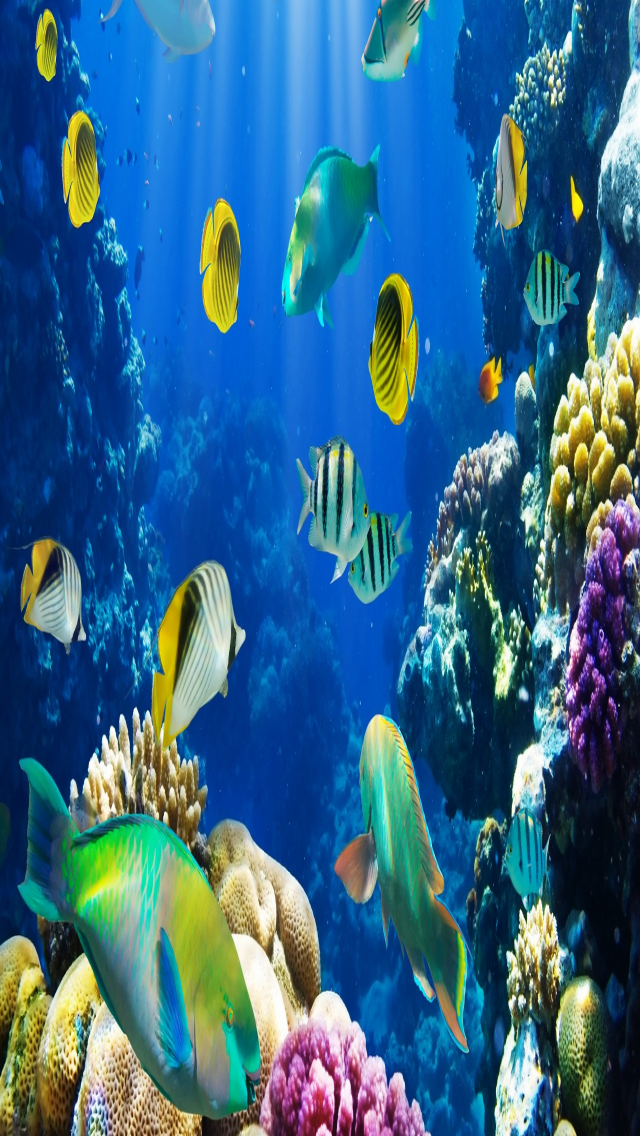 Beautiful Fish In Water - 640x1136 Wallpaper 