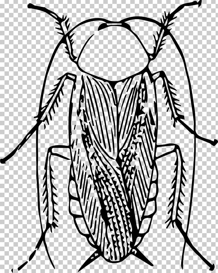 Cockroach Png, Clipart, American Cockroach, Animals, - Black & White Clip Art Of Cockroach - HD Wallpaper 