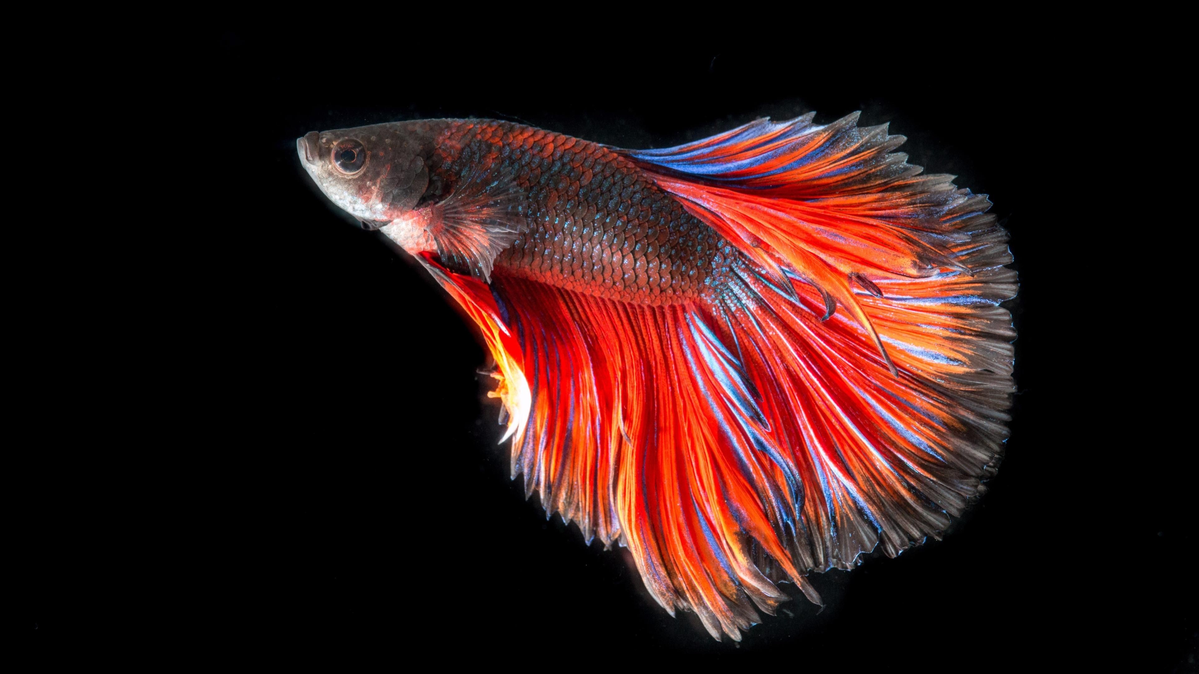 Aquarium Fishes Wallpapers - Fish Images Hd Wallpaper Download - HD Wallpaper 