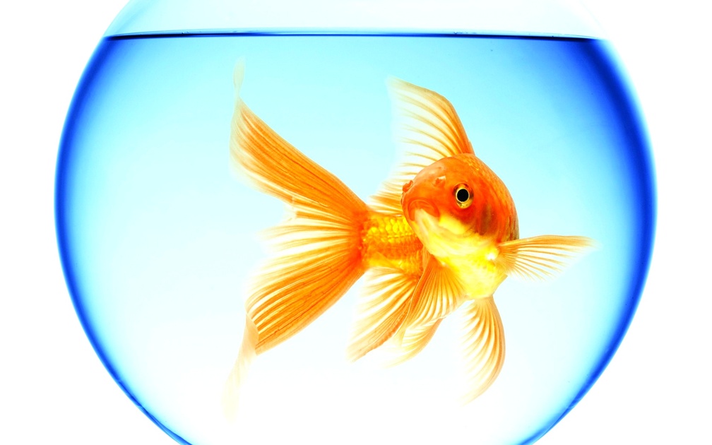 Gold Fish Gold Fish Swimming All Around - HD Wallpaper 