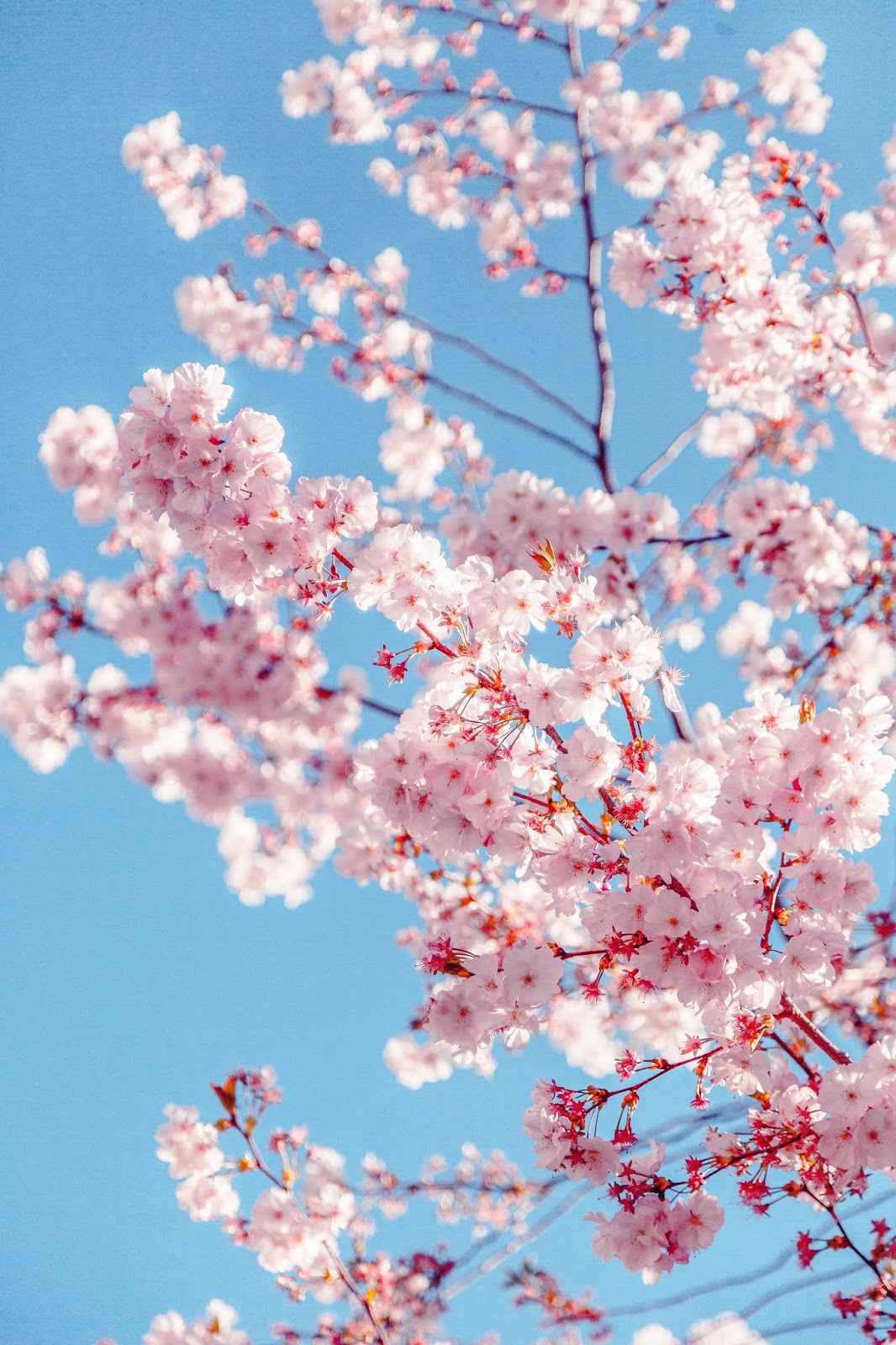 Download Hd Wallpaper For Android Mobile - Sakura Tree - HD Wallpaper 