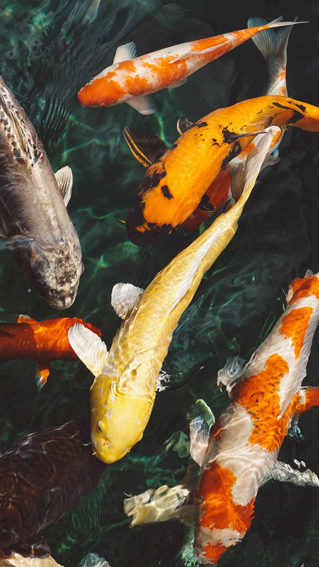 No Suits Sue - HD Wallpaper 