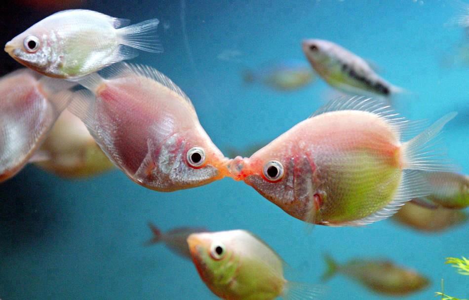 Fish Images Hd Wallpaper Download - HD Wallpaper 