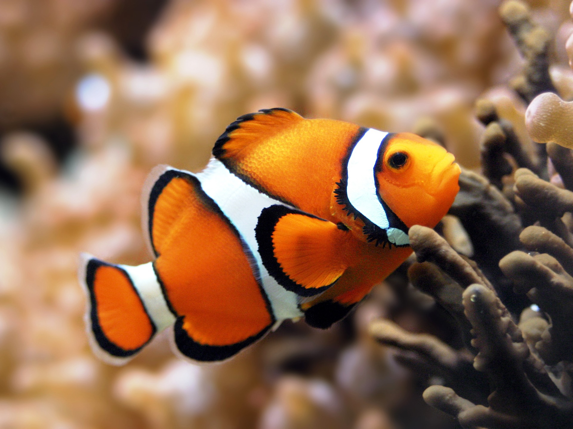 3d Wallpaper Fish Water Wallpapers For Free Download - Clown Fish Hd - HD Wallpaper 