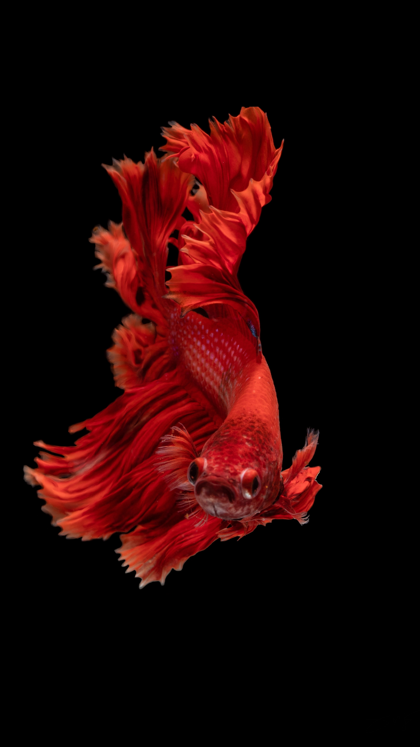 Red, Beta Fish, Siamese Fighting Fish, Minimal, Wallpaper - Iphone Fish Wallpaper Hd - HD Wallpaper 