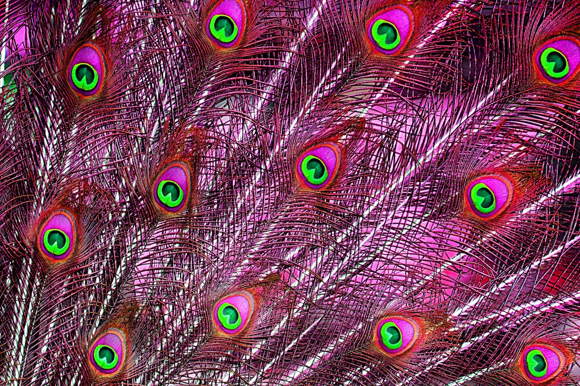 Pink Peacock Feather Wallpaper - Purple Colours Of Peacock Feathers - HD Wallpaper 