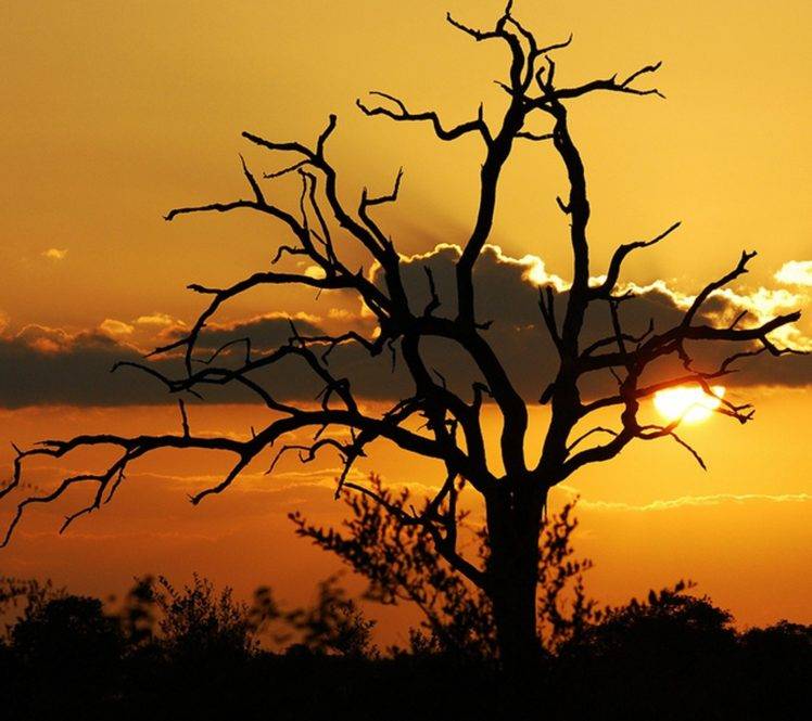 Tree Sunset Silhouette - HD Wallpaper 