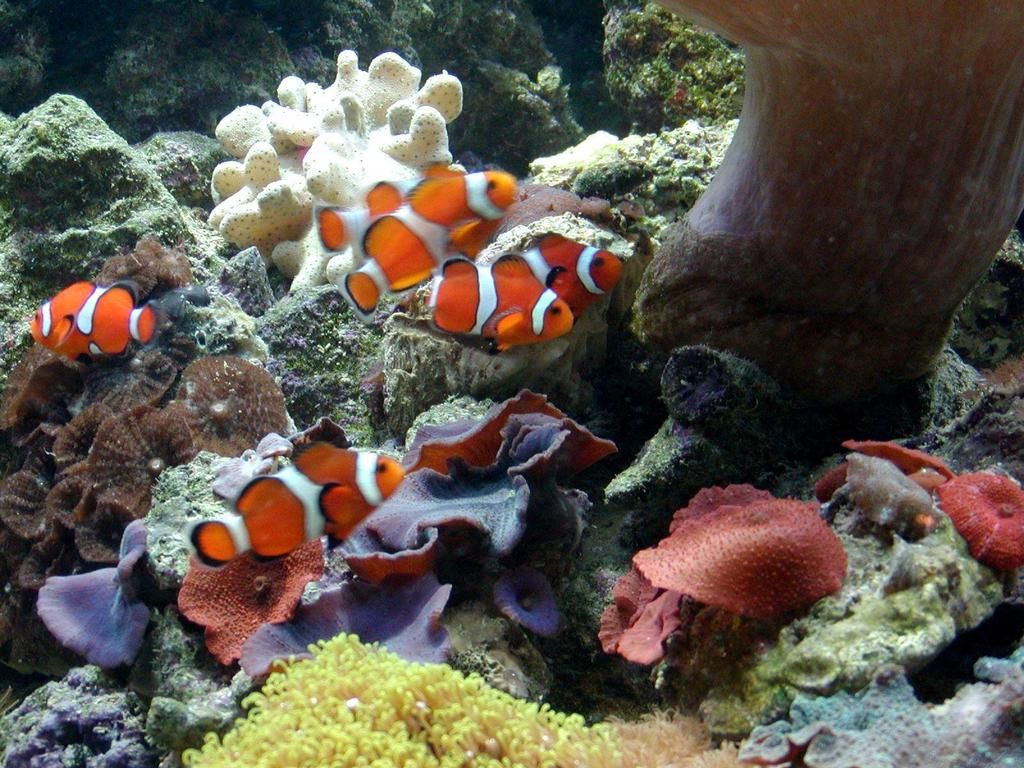Clown Fish Black Desktop - HD Wallpaper 