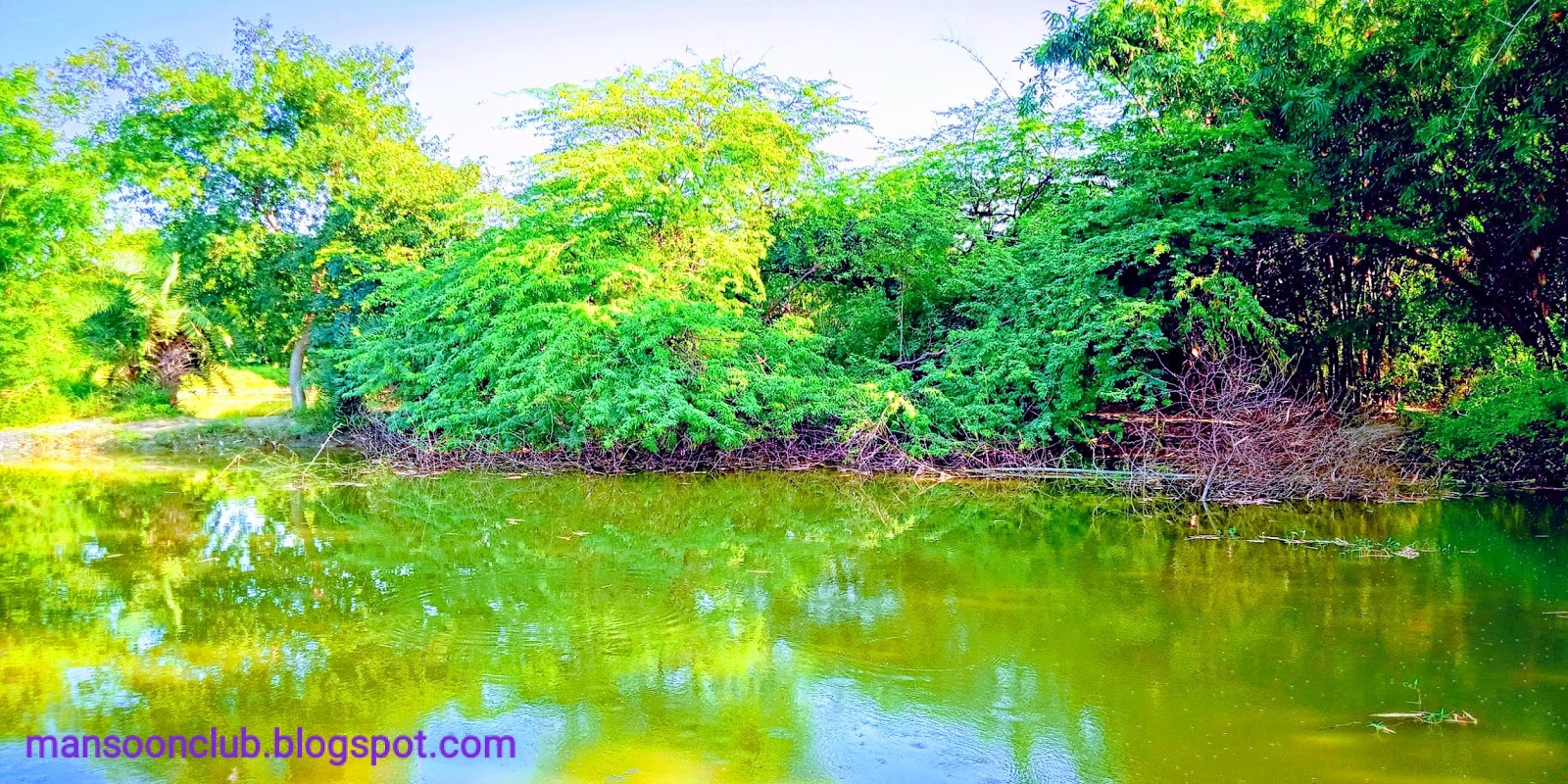 Tree - HD Wallpaper 