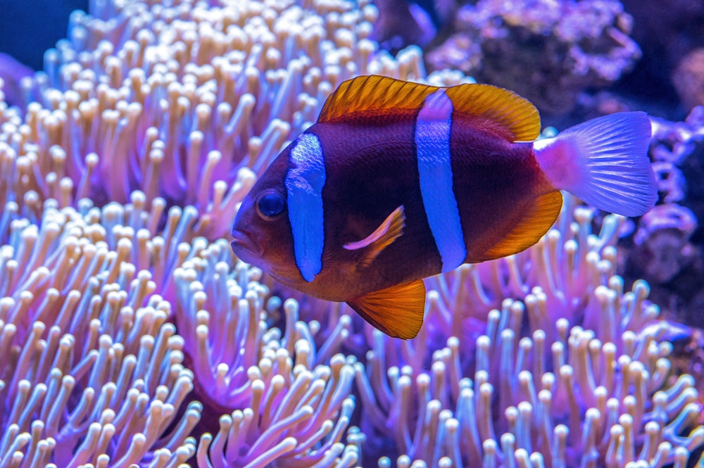 Underwater Photos Of Fish - HD Wallpaper 