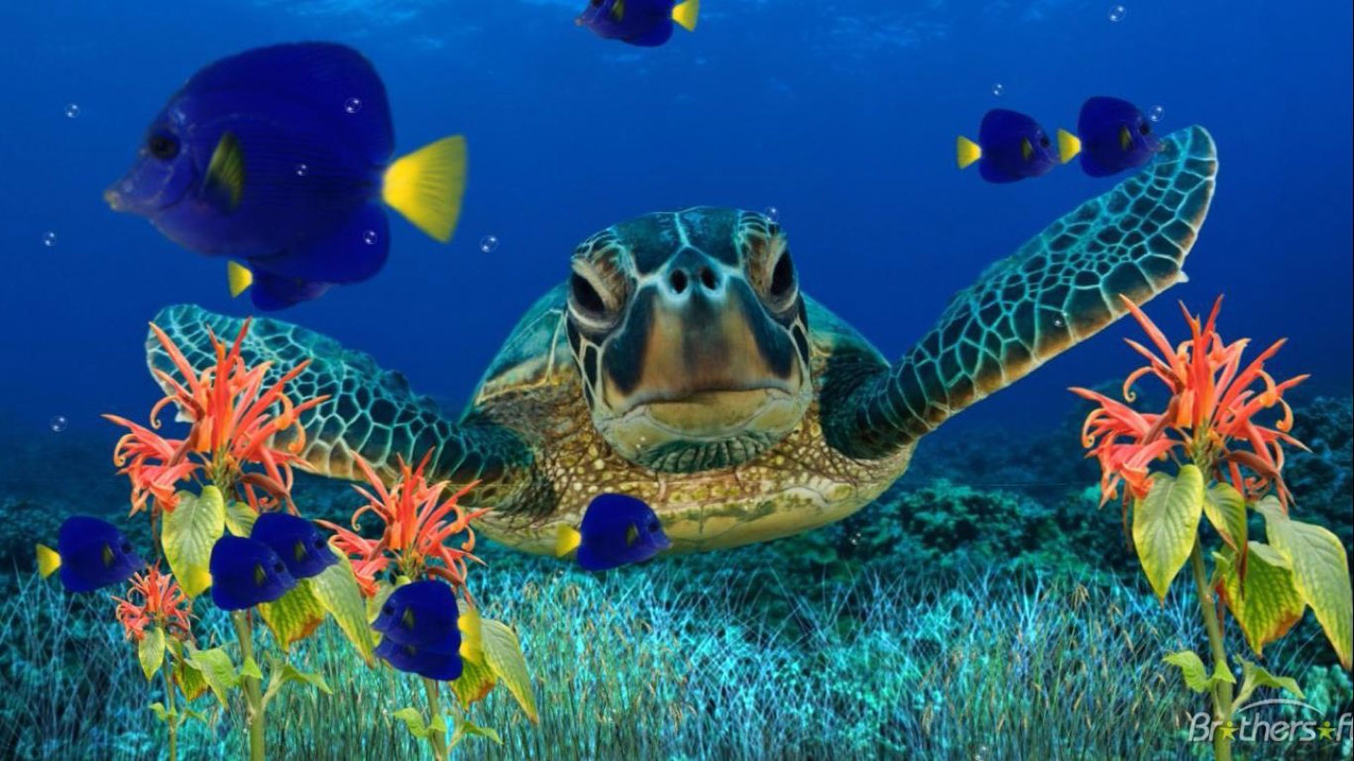 Sea Turtle Wallpaper Hd 1920x1080 Wallpaper Teahub Io