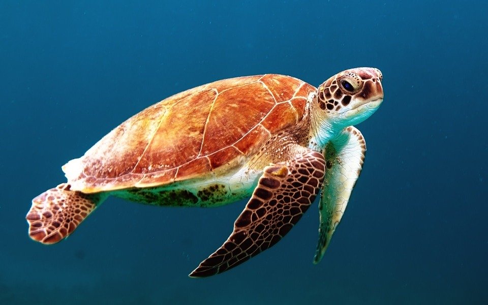 Sea Turtle - HD Wallpaper 