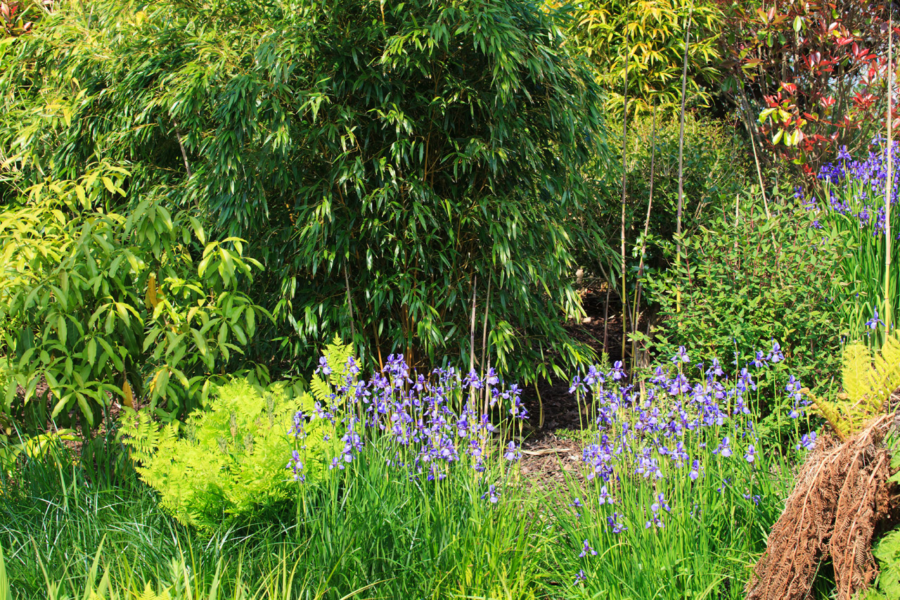 Background Botany Color Free Photo - Outdoor Background Trees - HD Wallpaper 