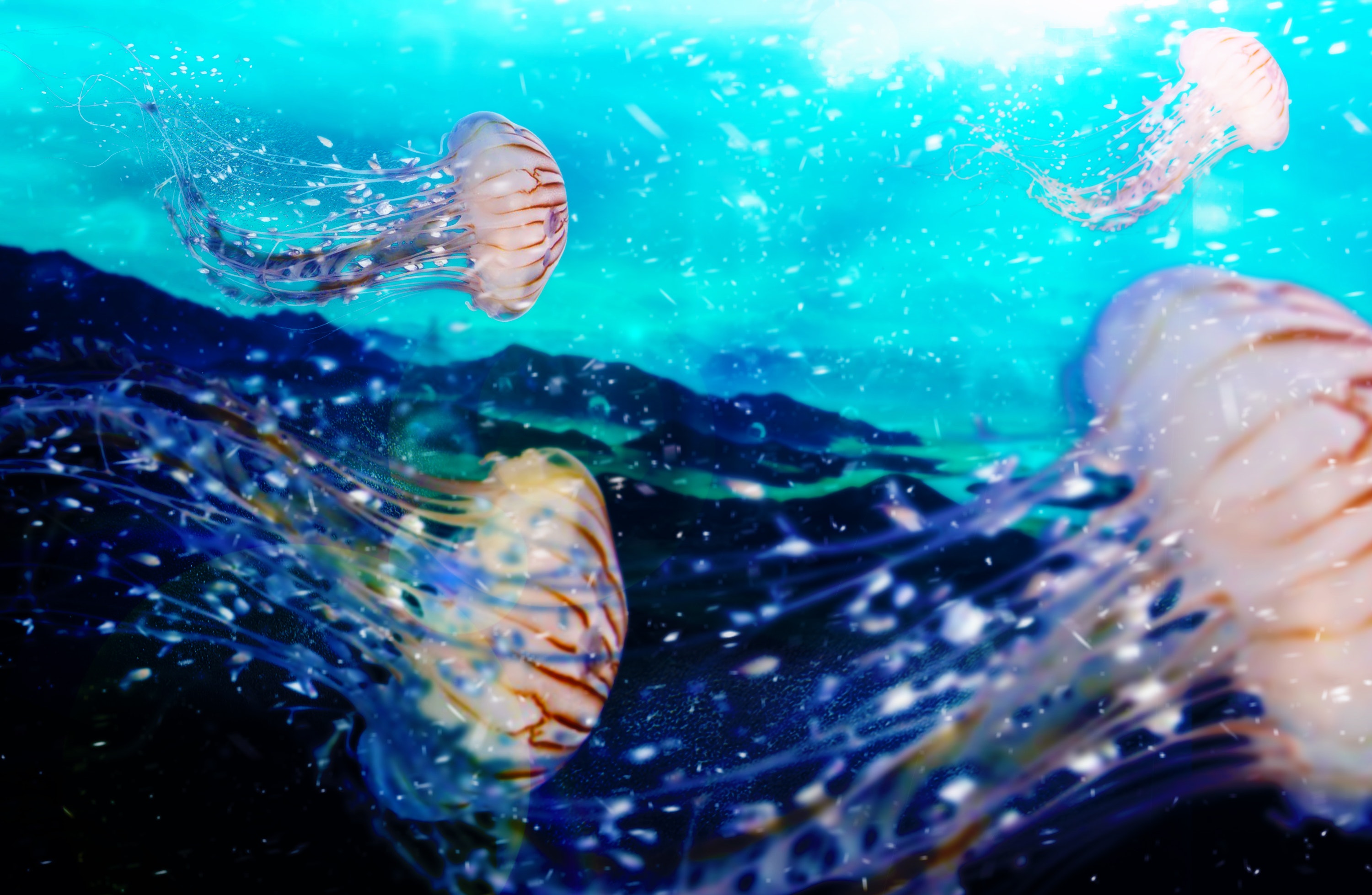 Underwater - HD Wallpaper 