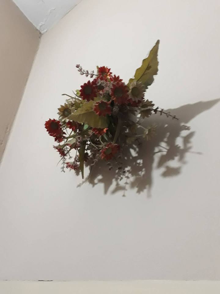 1 - Sweet William - HD Wallpaper 