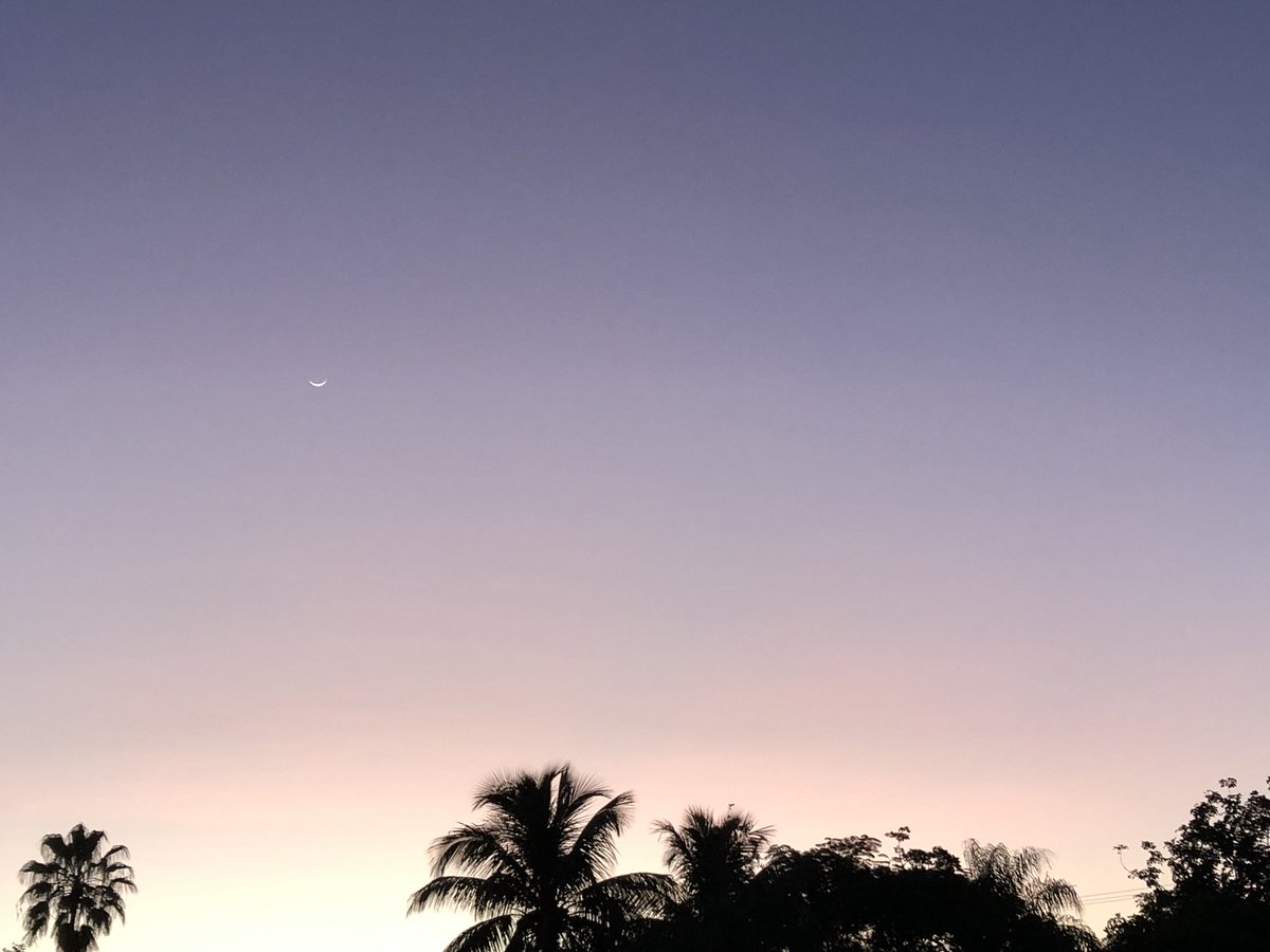 Attalea Speciosa - HD Wallpaper 