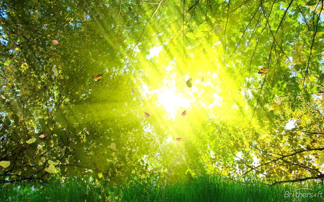 Download Free Golden Nature Animated Wallpaper, Golden - HD Wallpaper 