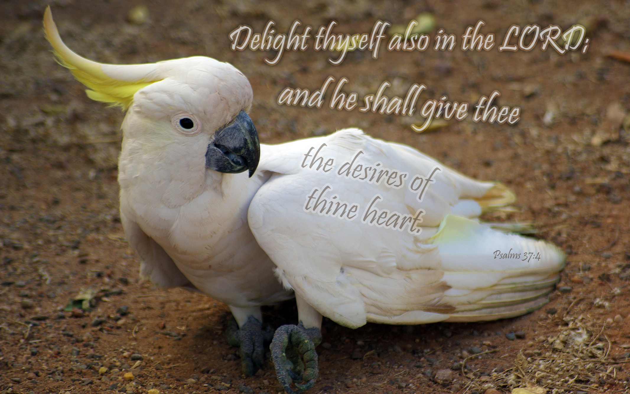 Sulphur-crested Cockatoo - HD Wallpaper 