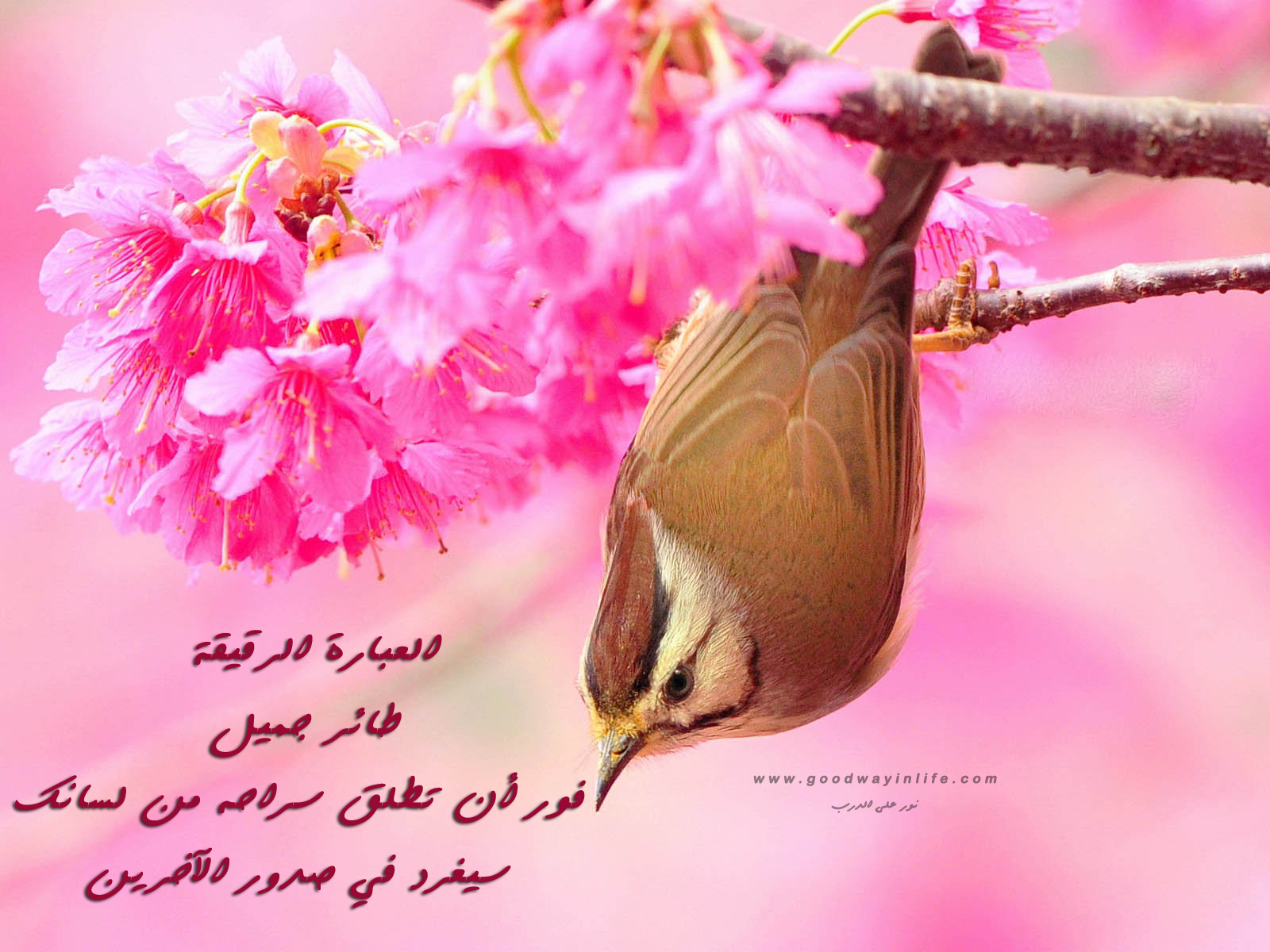 Beautiful Wallpaper Birds - HD Wallpaper 