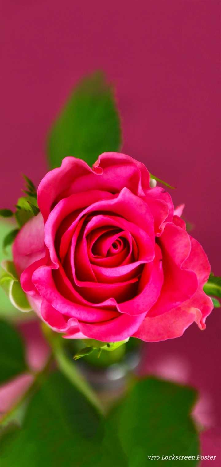 Biutiful Hd Wallpaper - Best Hd Wallpaper Rose - HD Wallpaper 