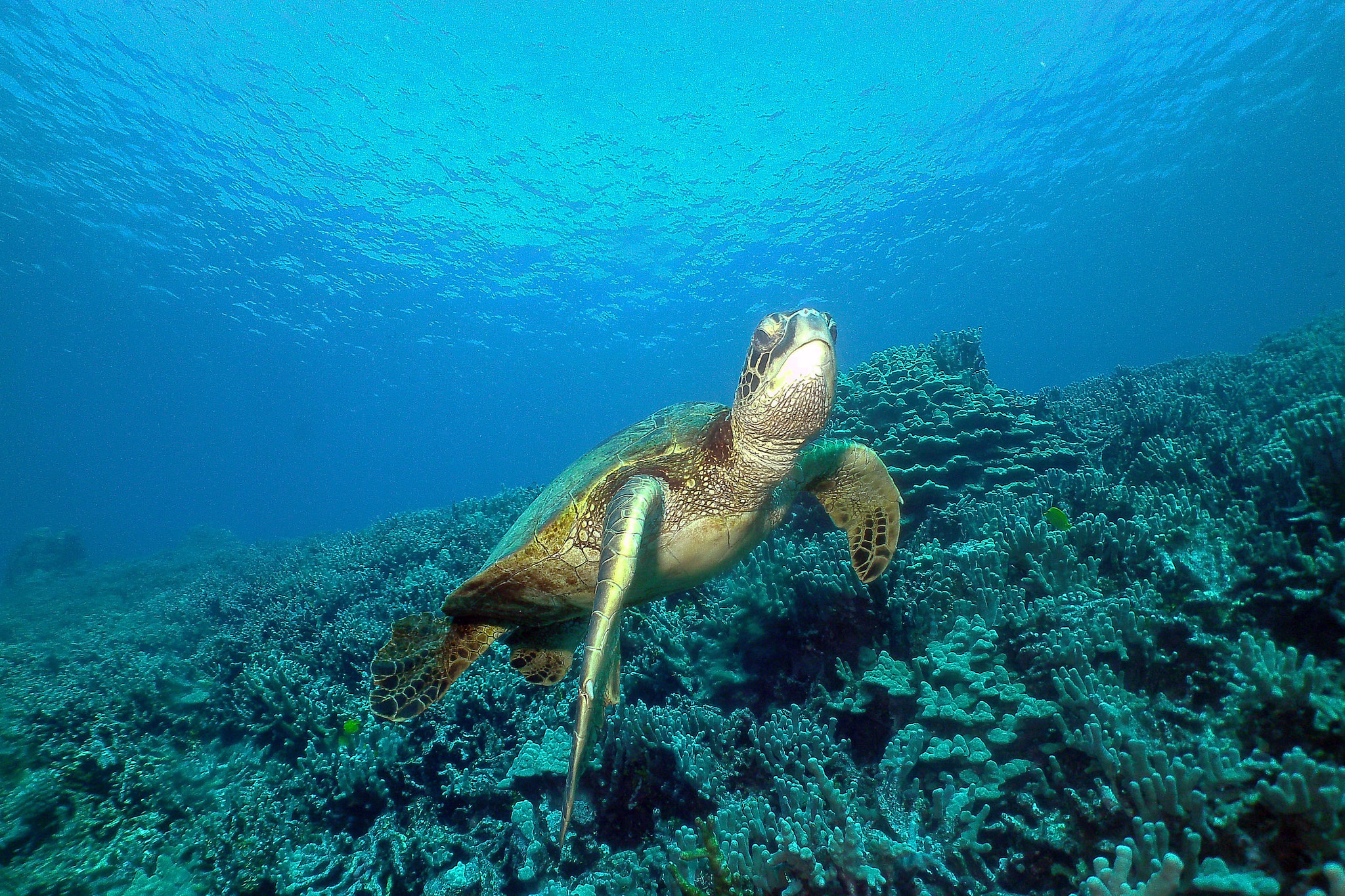 Underwater - HD Wallpaper 