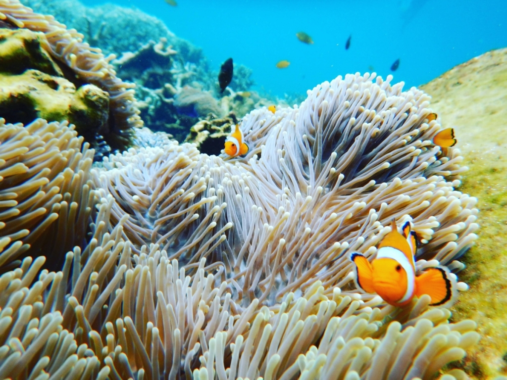 Terumbu Karang Ikan Nemo - HD Wallpaper 