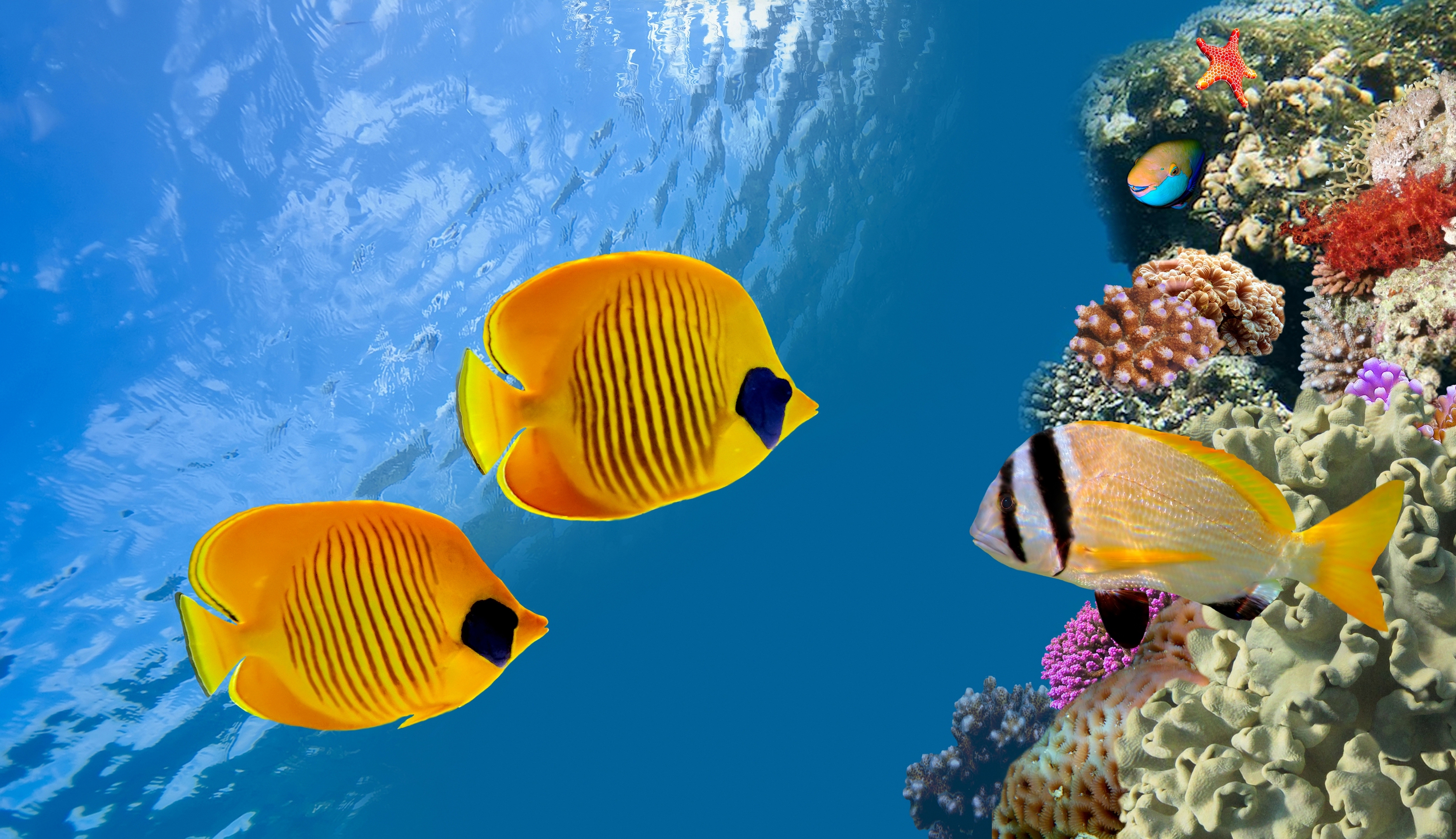Kertas Dinding Tropis, Karang, Bawah Laut, Ikan, Laut - 3d Wallpaper Hd Underwater - HD Wallpaper 