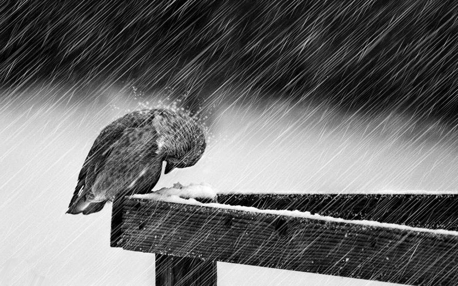 Bird In Snow Storm - HD Wallpaper 