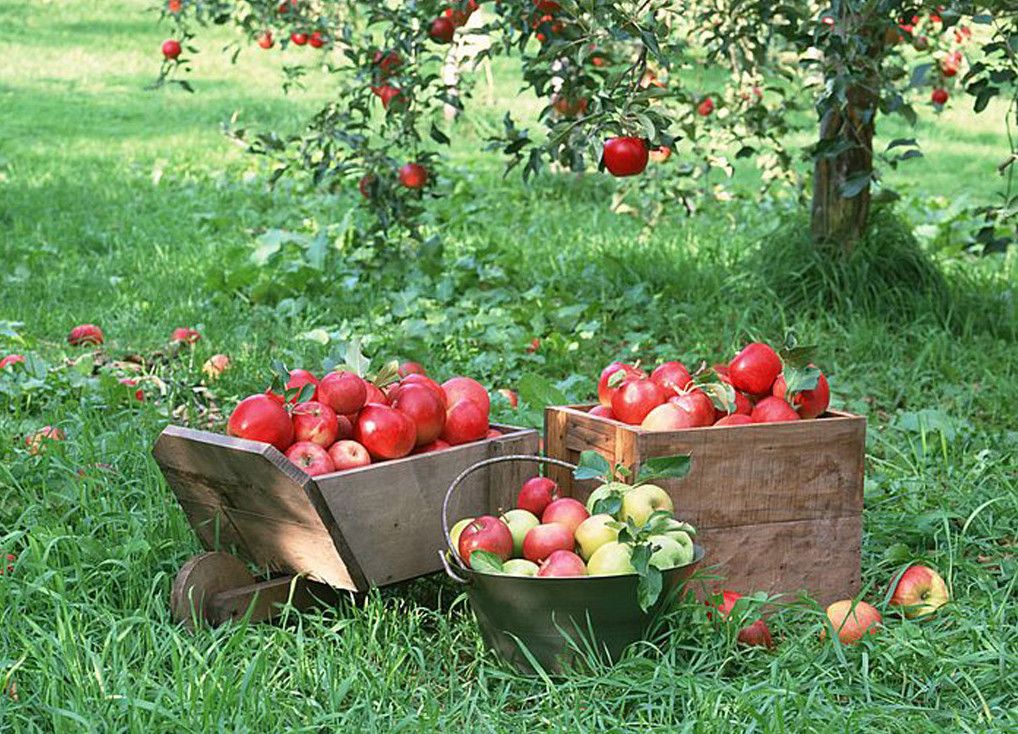 7 Hal Unik ‘pohon Buah’ Masa Kecil Ini Bikin Kangen - Apple Harvest - HD Wallpaper 