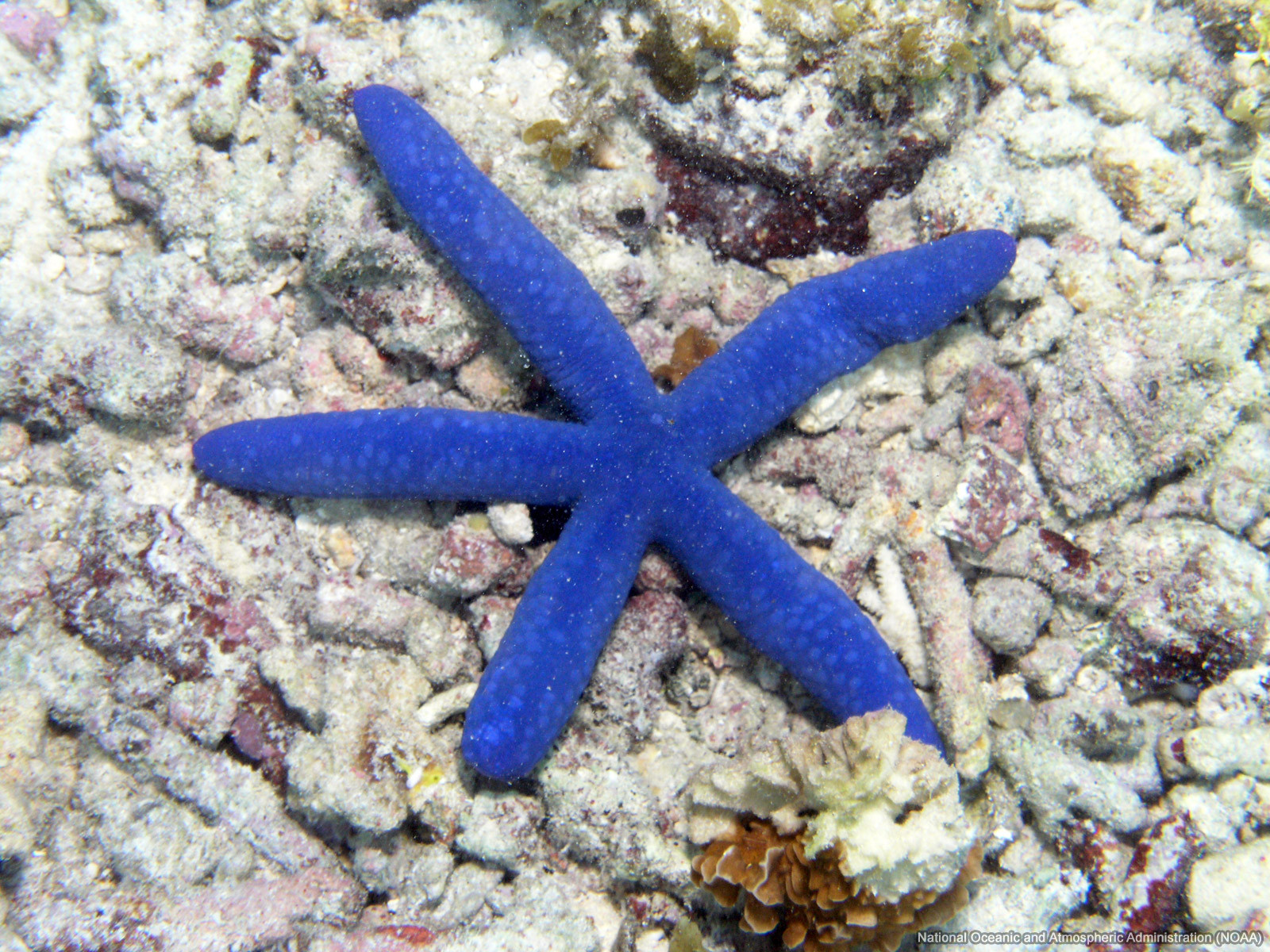 Blue Sea Star - HD Wallpaper 