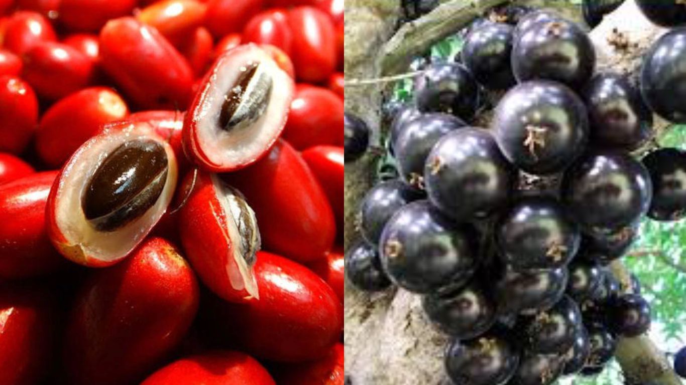 Miracle Fruit - Miracle Berry - HD Wallpaper 