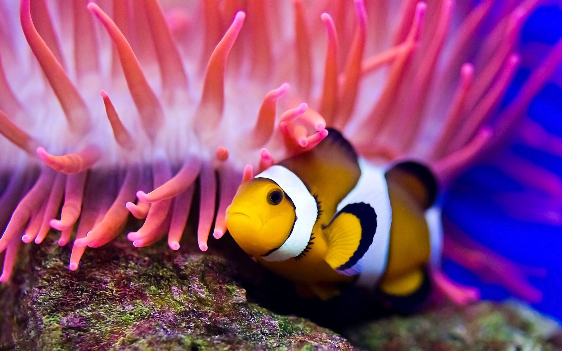 Clown Fish Full Hd - HD Wallpaper 