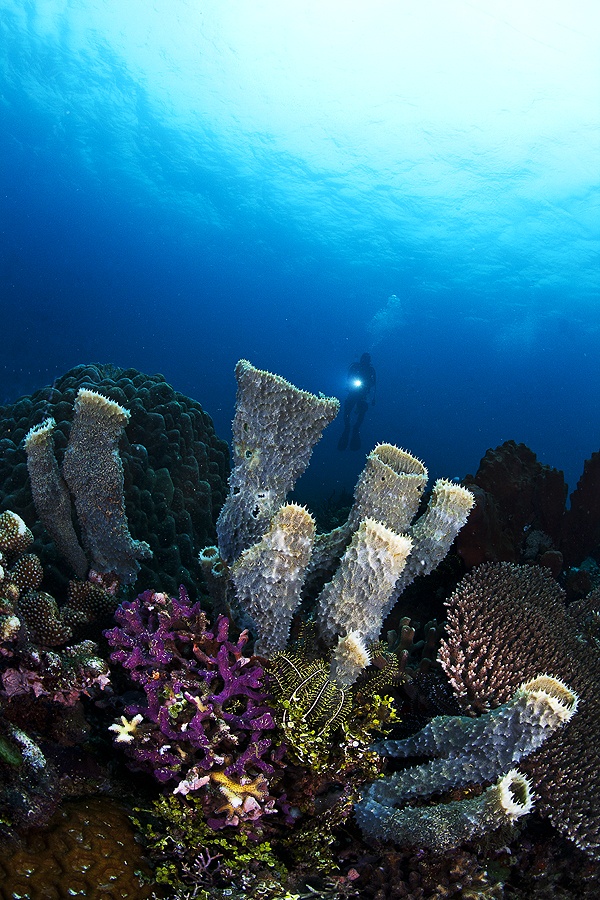 Eryc Tri Juni S - Underwater - HD Wallpaper 