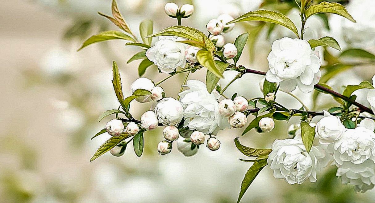 Desktop Wallpaper Hd 3d Full Screen Flowers Wallpapers - Jasmine Flower Wallpaper Hd - 1215x660 Wallpaper Desktop Wallpaper Hd 3d Full Screen Flowers Wallpapers - Jasmine Flower Wallpaper Hd - 1215x660 Wallpaper