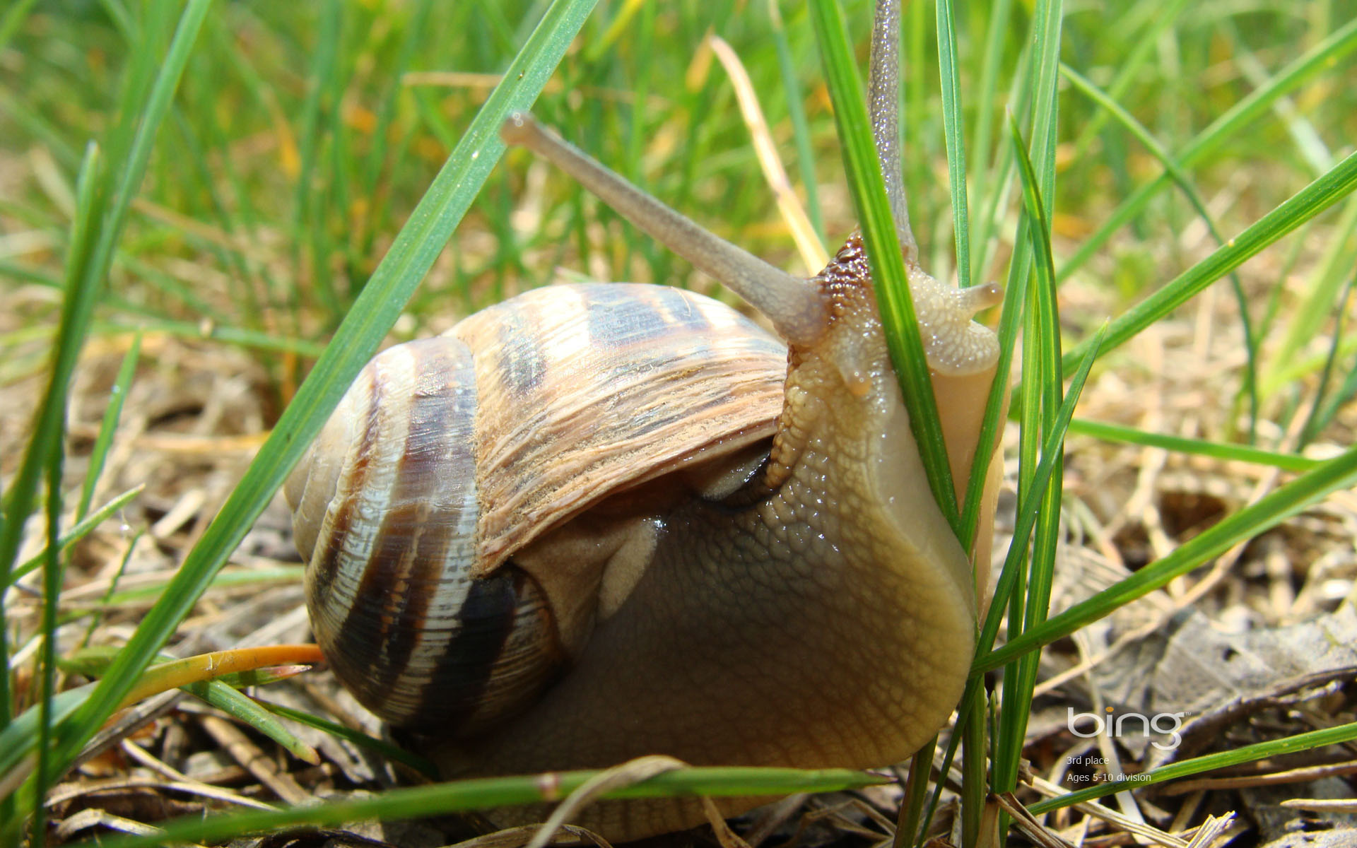 Bing Hd Wallpaper Images 3d - Bing Snails - HD Wallpaper 