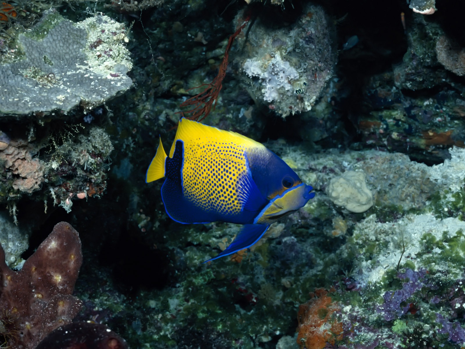 Gambar Bawah Laut, Dalam Laut - Yellow And Blue Fish - HD Wallpaper 