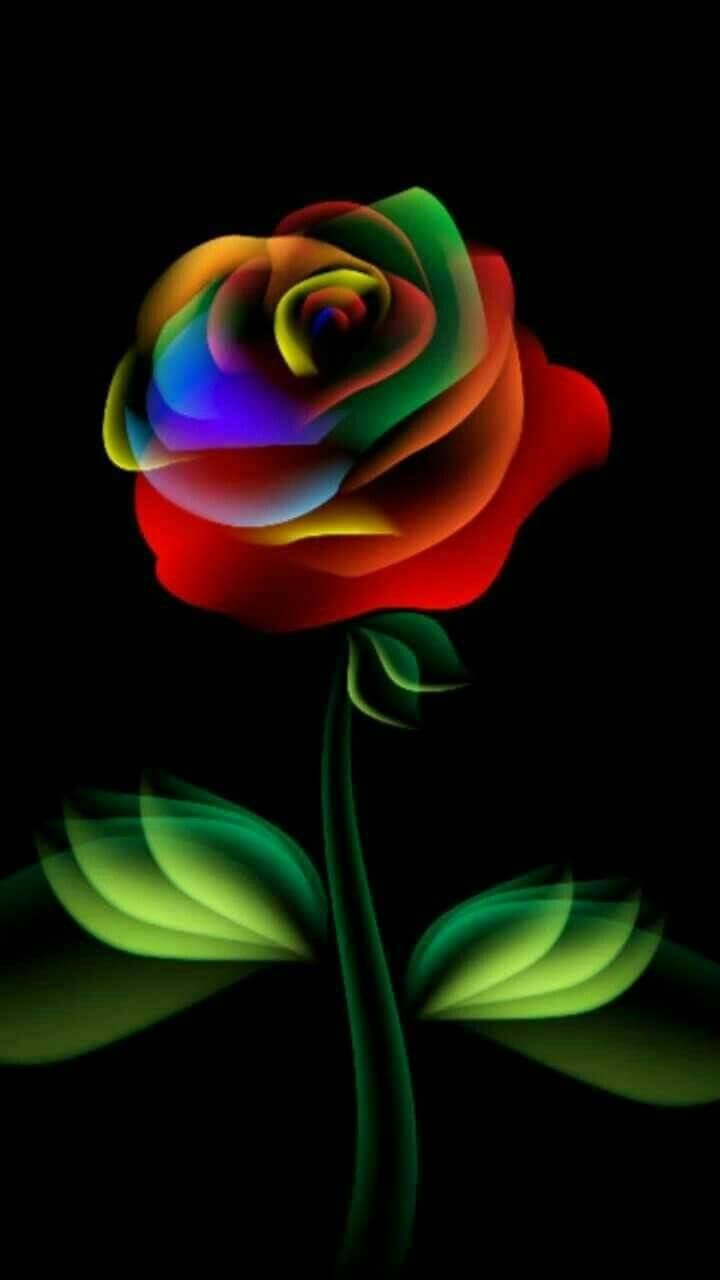 Rainbow Rose Black Background - HD Wallpaper 