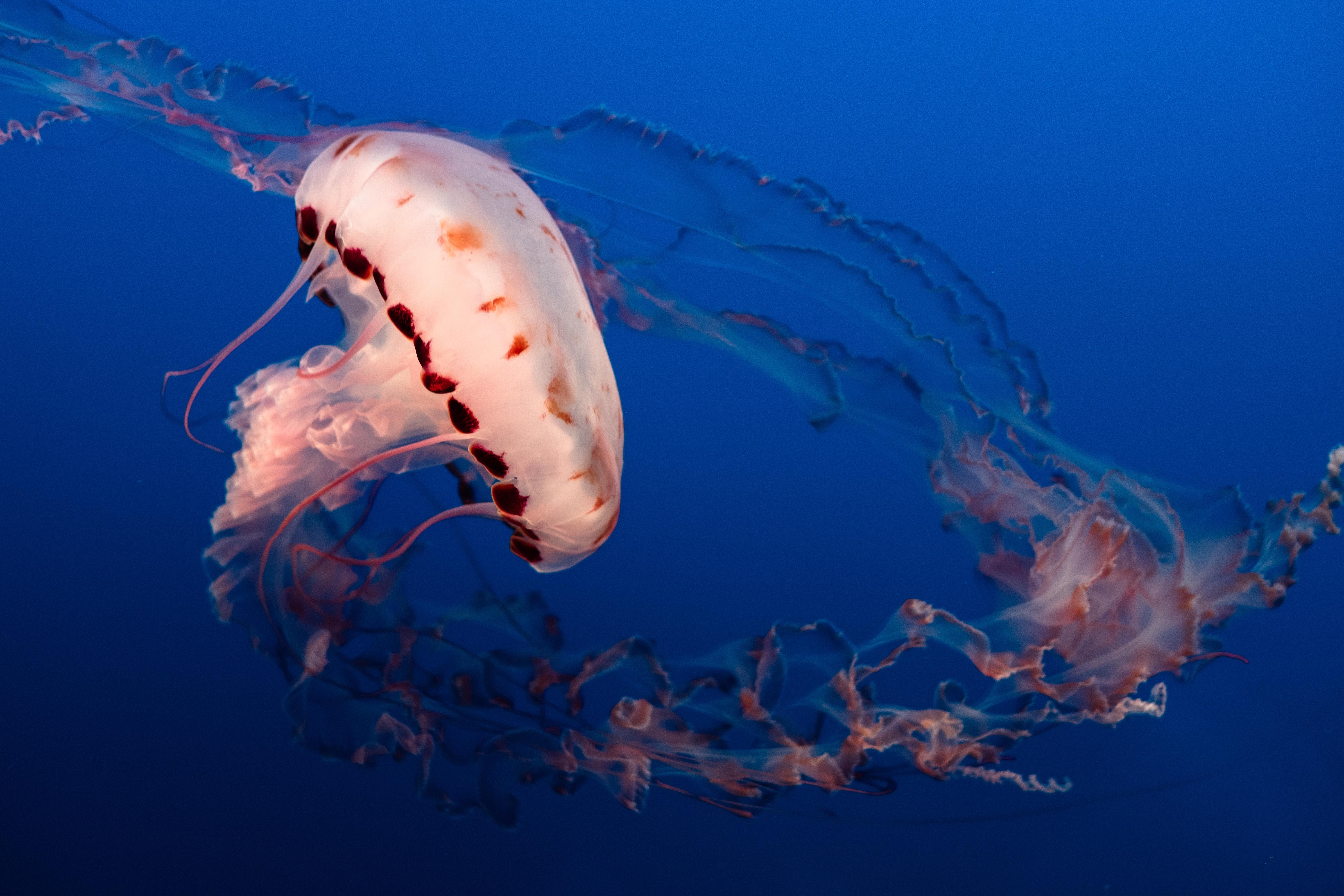 Ubur-ubur, Tentakel, Dunia Bawah Laut, Akuarium, Laut - Hd Jellyfish - HD Wallpaper 
